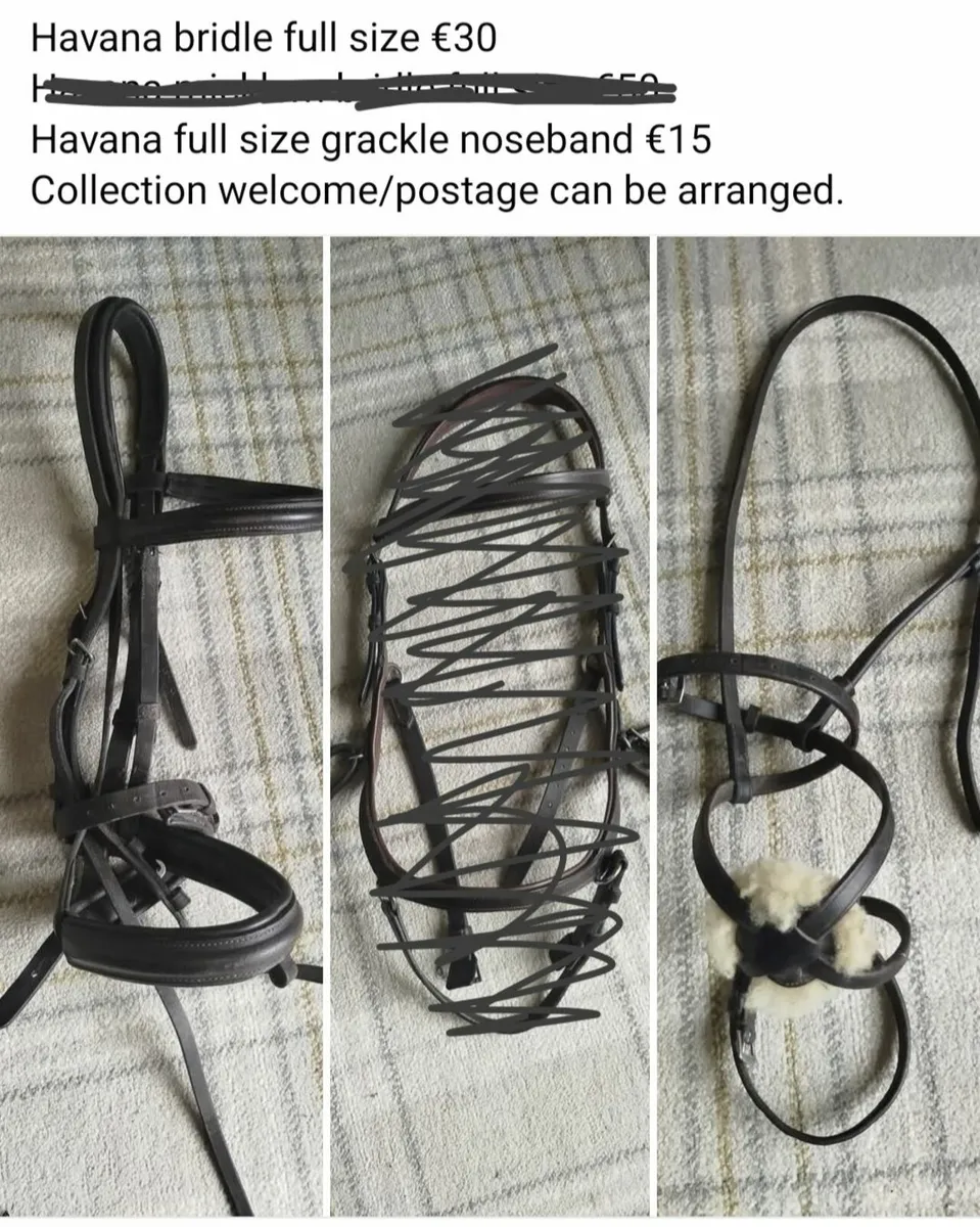 Cavesson Bridle + Grackle Nose Band