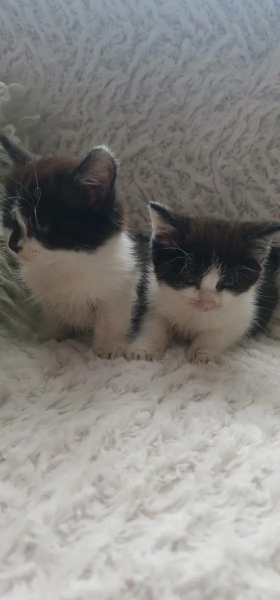 Kittens - Image 2