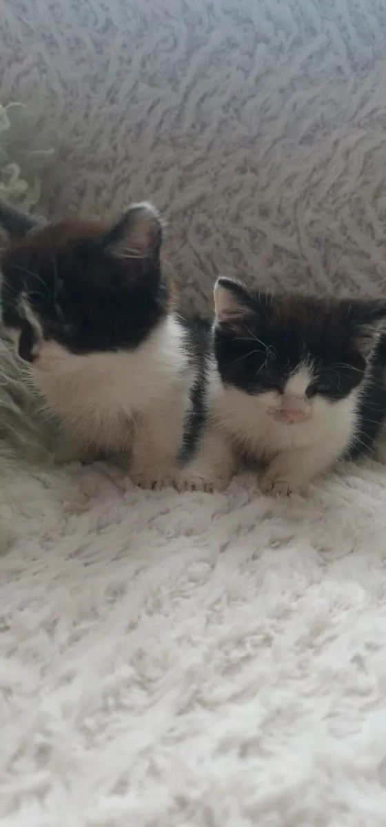 Kittens - Image 3