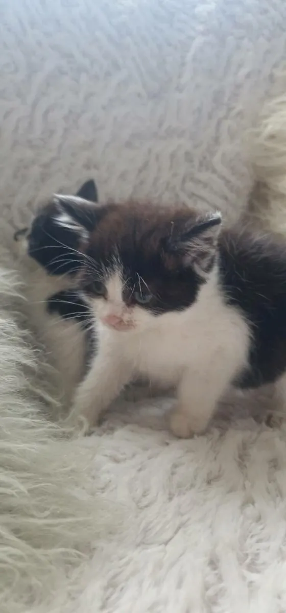 Kittens - Image 4