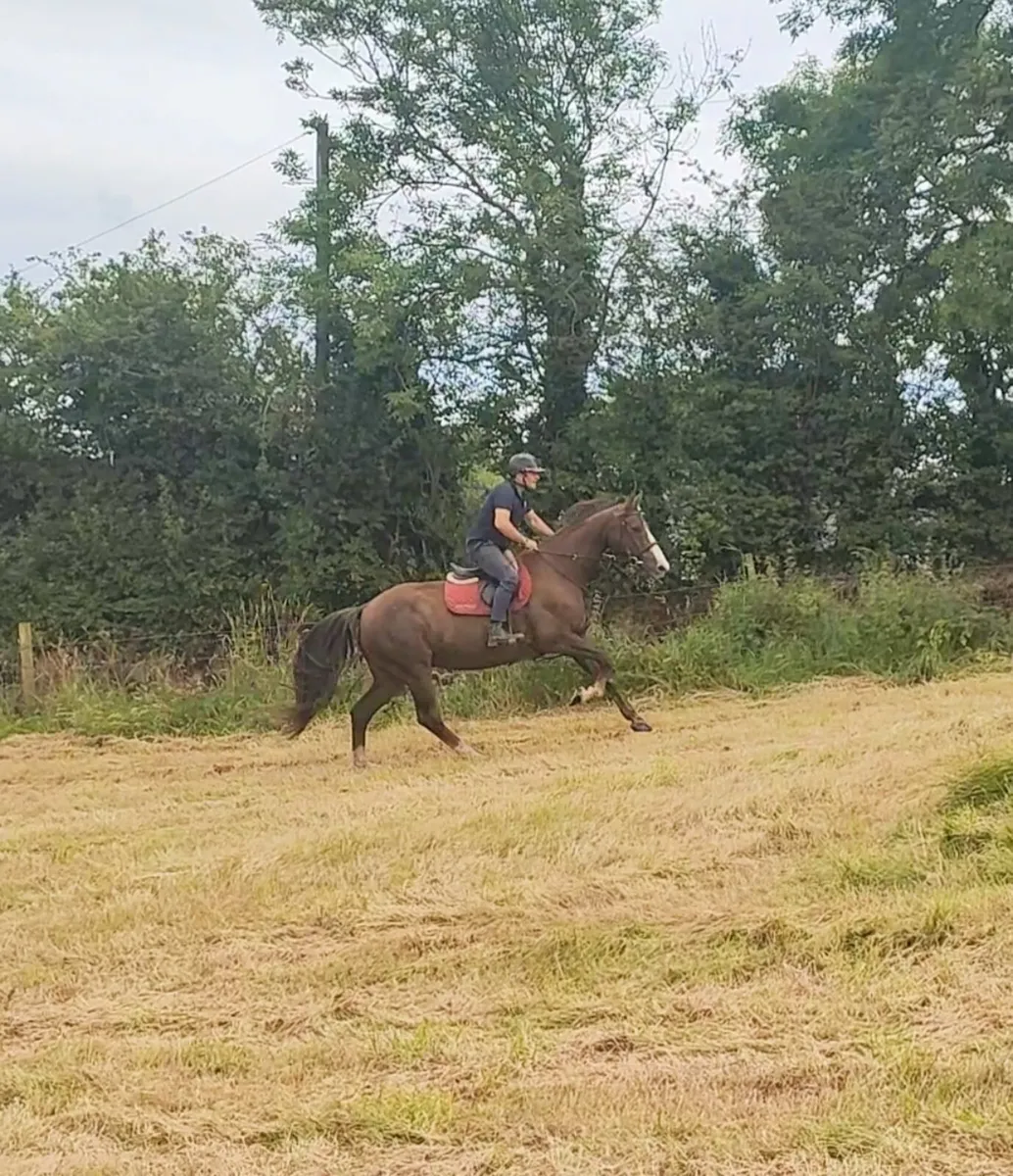 Happy Hacker 16.2hh - Image 1