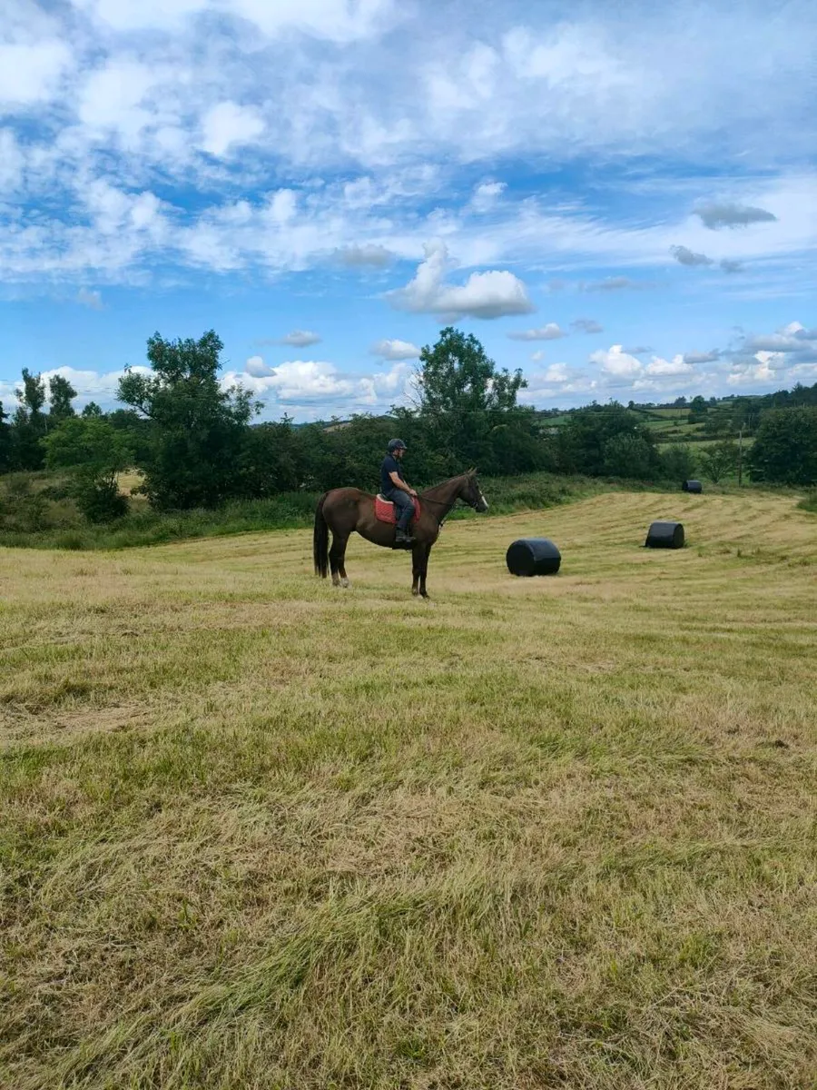 Happy Hacker 16.2hh - Image 2
