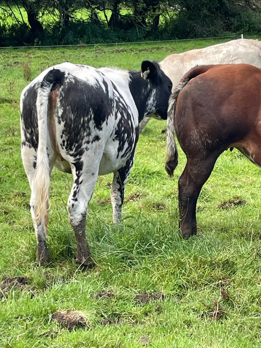 8 heifers for Headford 19/7/25 - Image 2