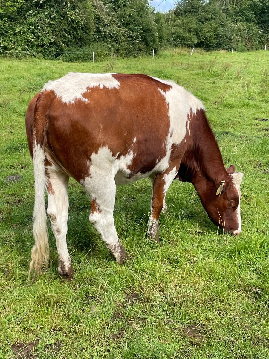 8 heifers for Headford 19/7/25 - Image 3