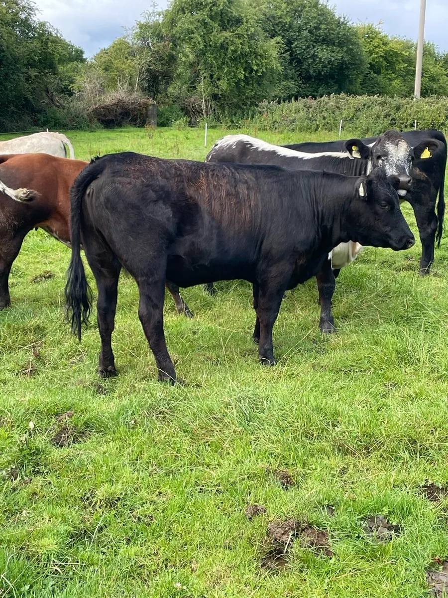 8 heifers for Headford 19/7/25 - Image 4