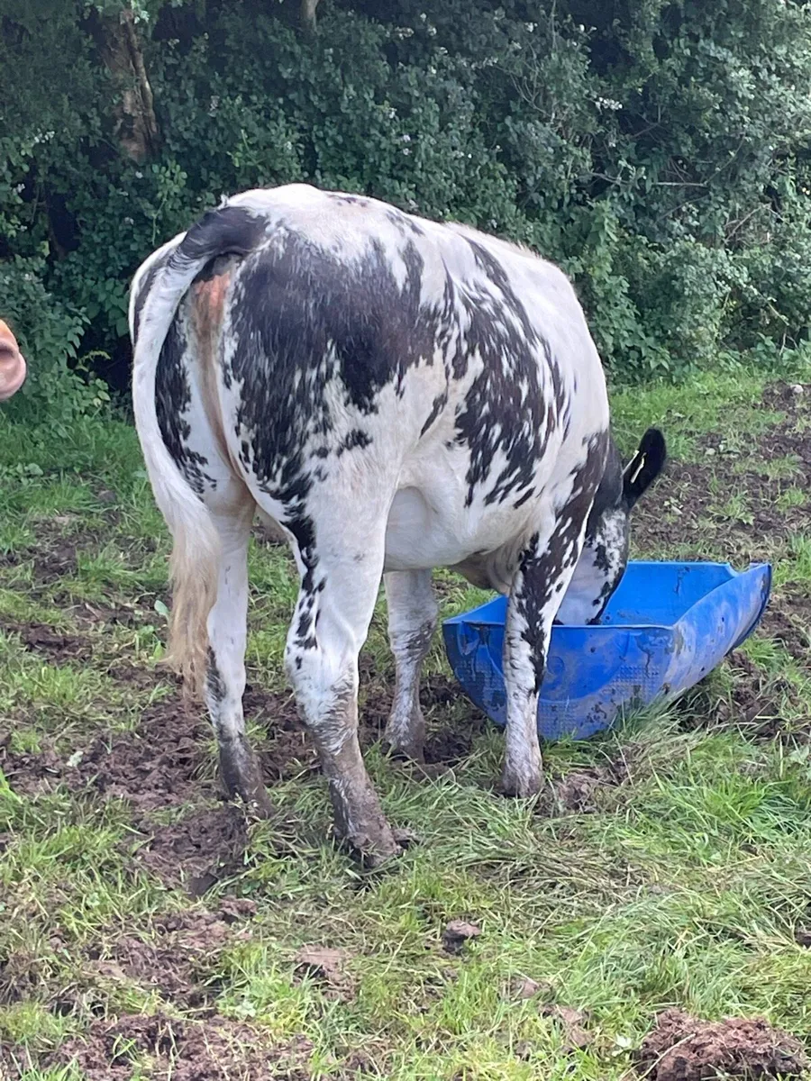 8 heifers for Headford 19/7/25 - Image 1
