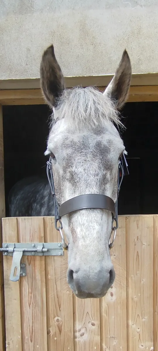 Evoequine Brown Showing/Hunter/ Cob Bridle - Image 1