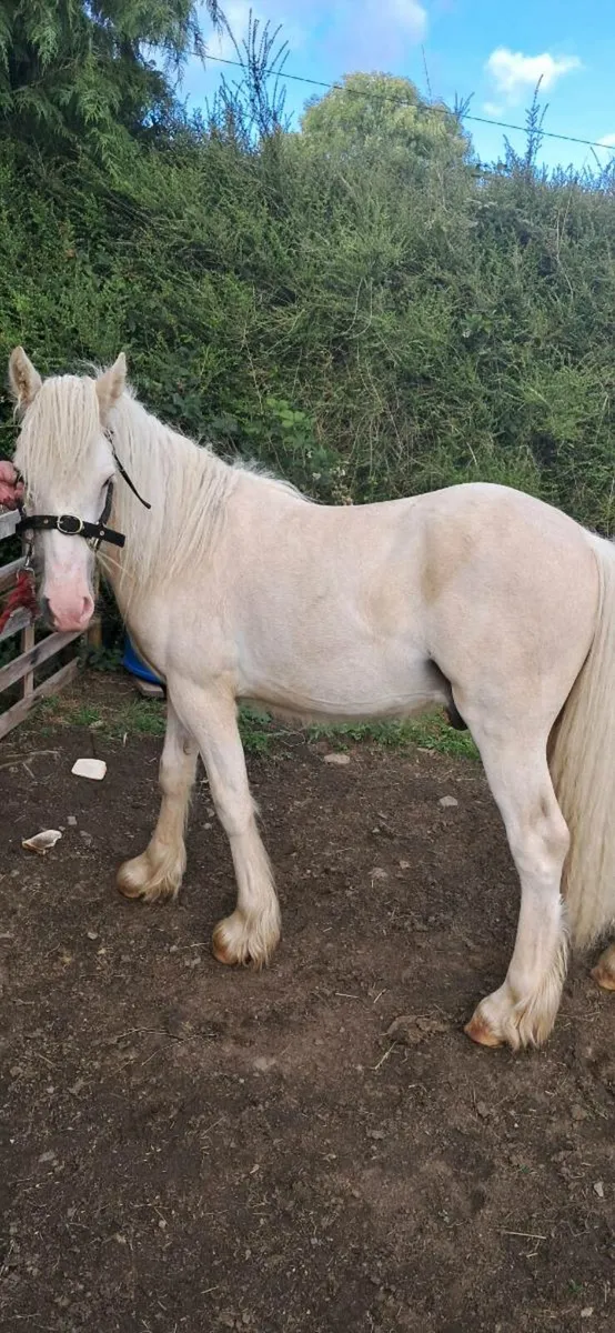 Palomino gelding - Image 1