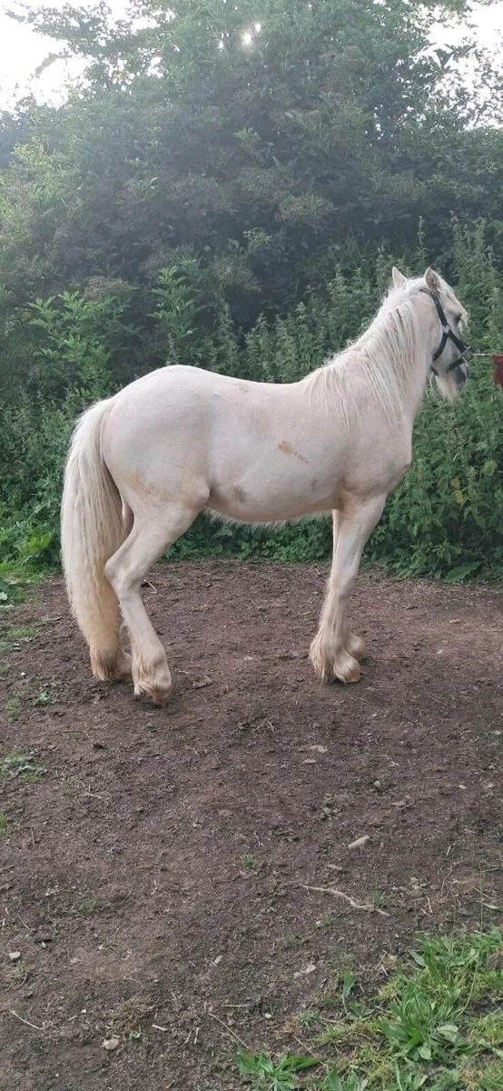 Palomino gelding - Image 2
