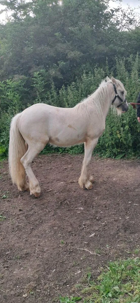 Palomino gelding - Image 3