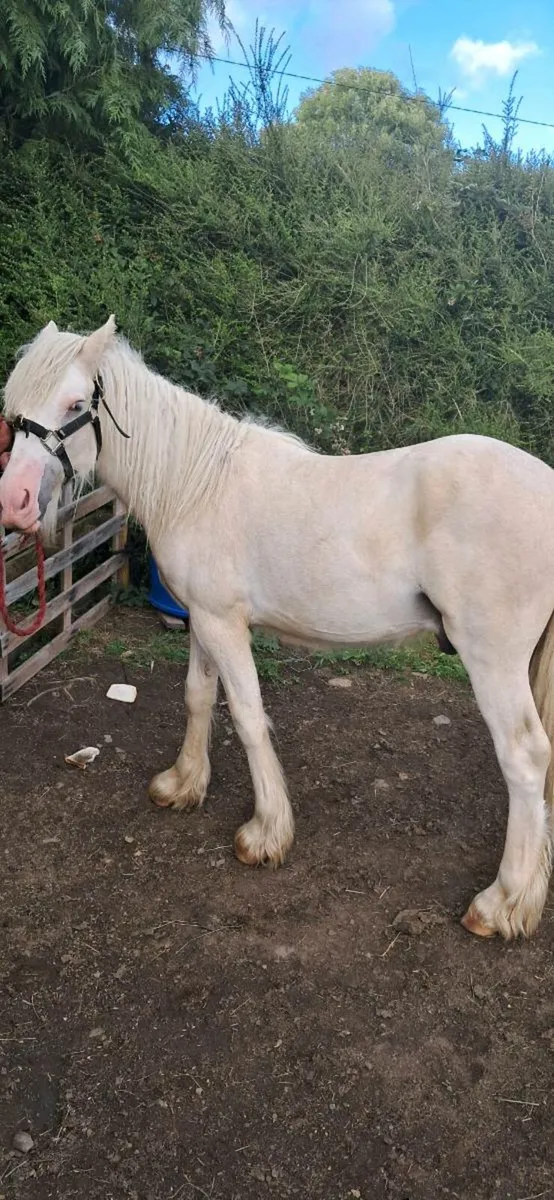 Palomino gelding - Image 4