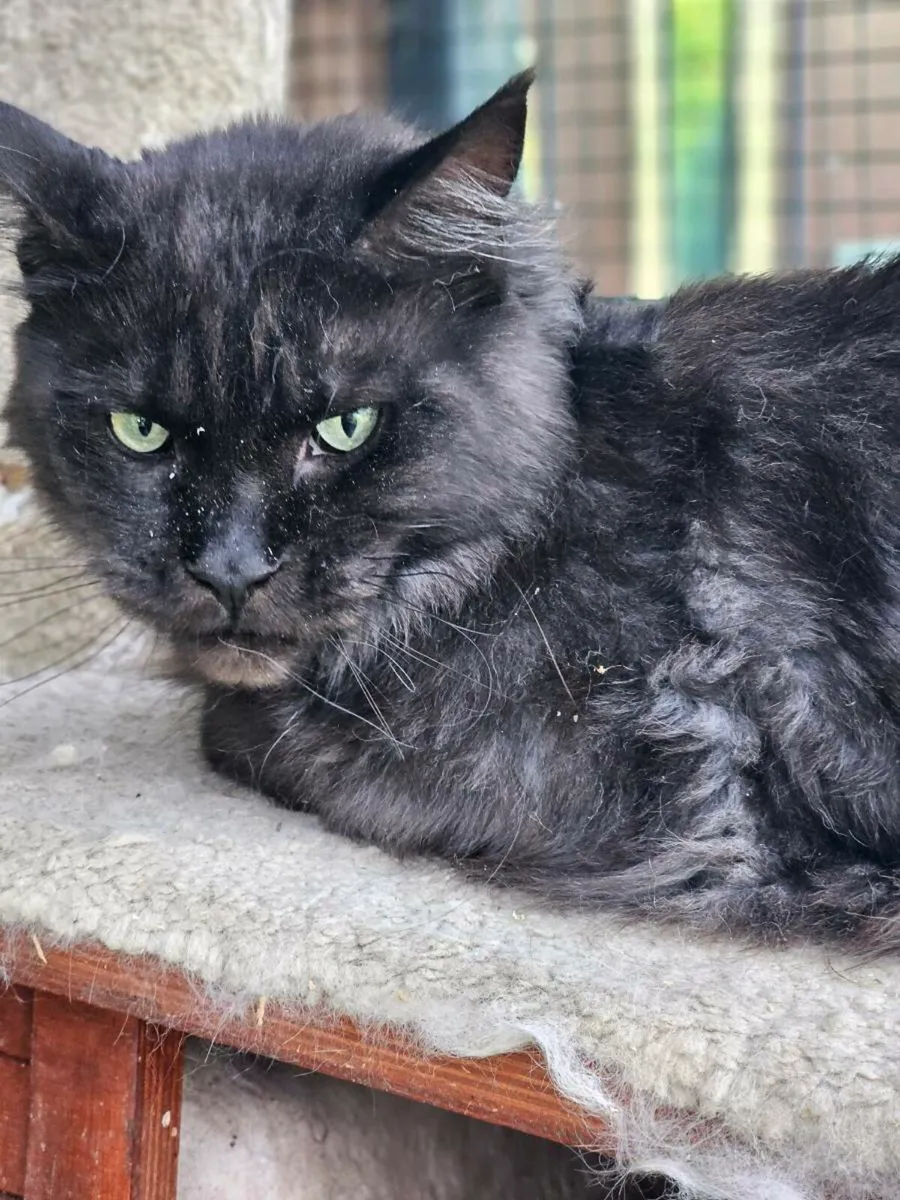Maine coon female neutered, pedigree - Image 4