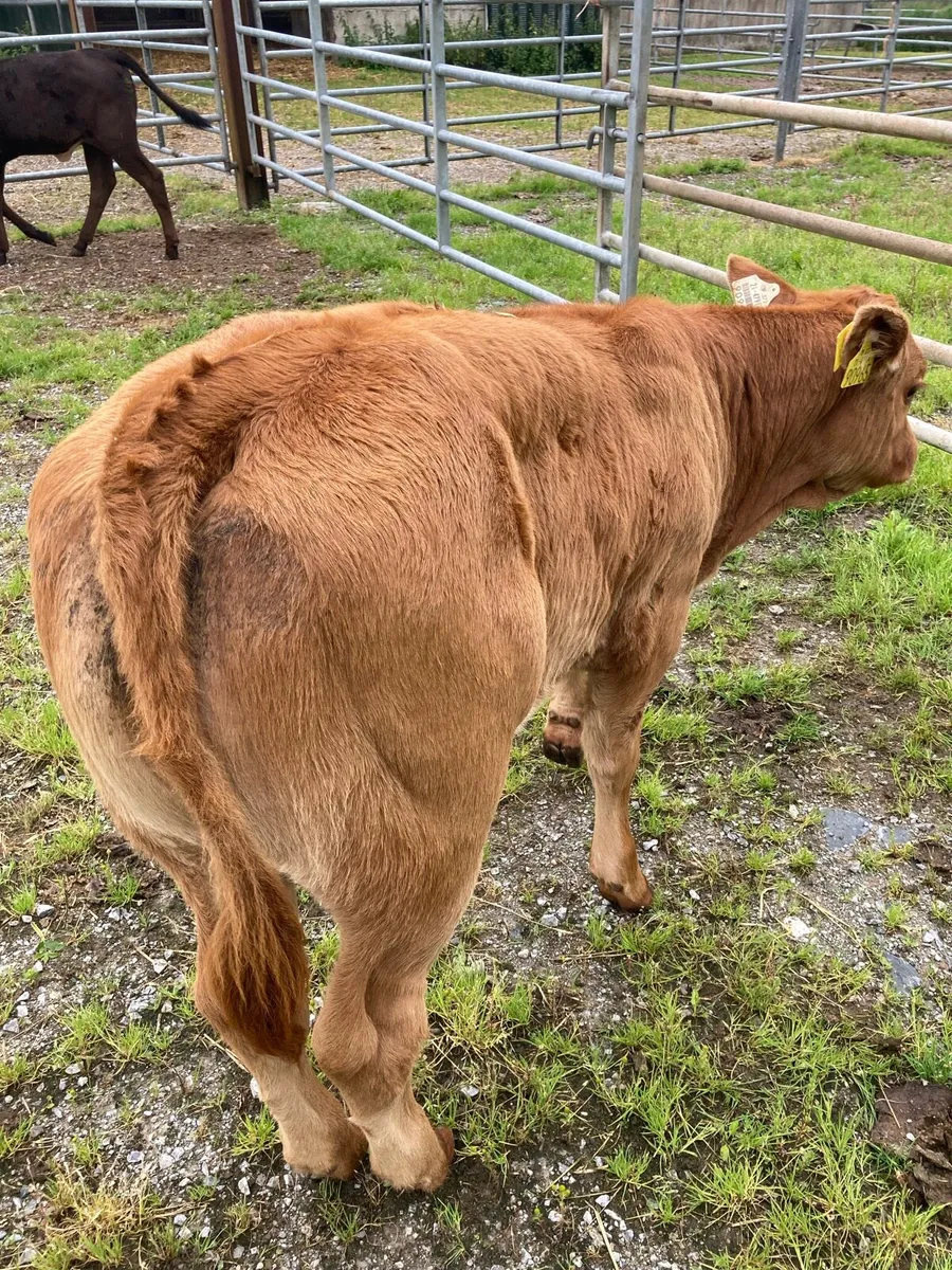 SUPER QUALITY LIM/HEX/BB HEIFER WEANLINGS - Image 3