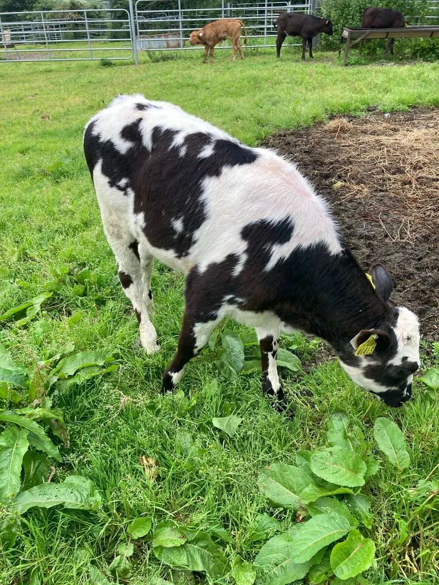 SUPER QUALITY LIM/HEX/BB HEIFER WEANLINGS - Image 4