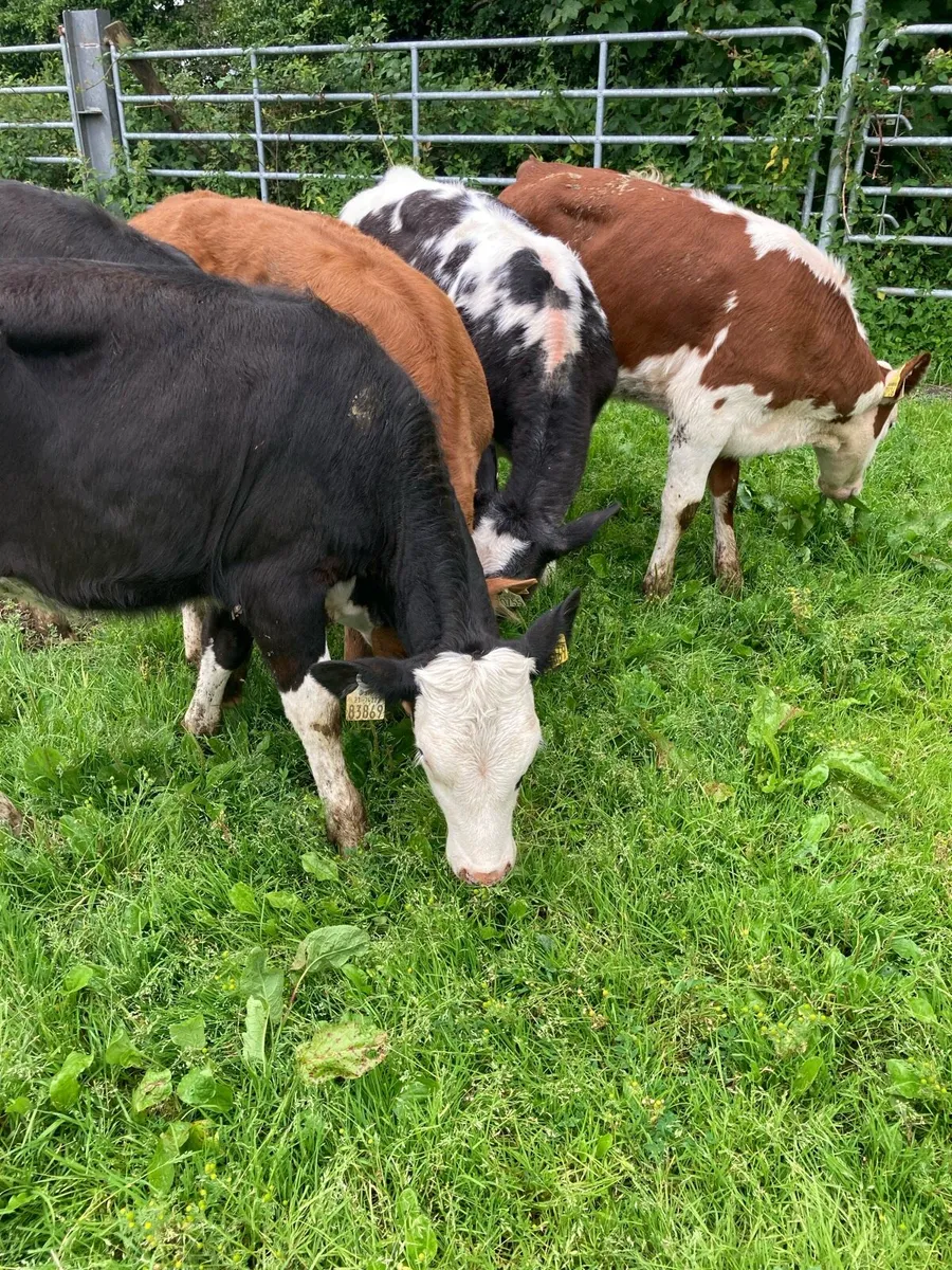 SUPER QUALITY LIM/HEX/BB HEIFER WEANLINGS - Image 1