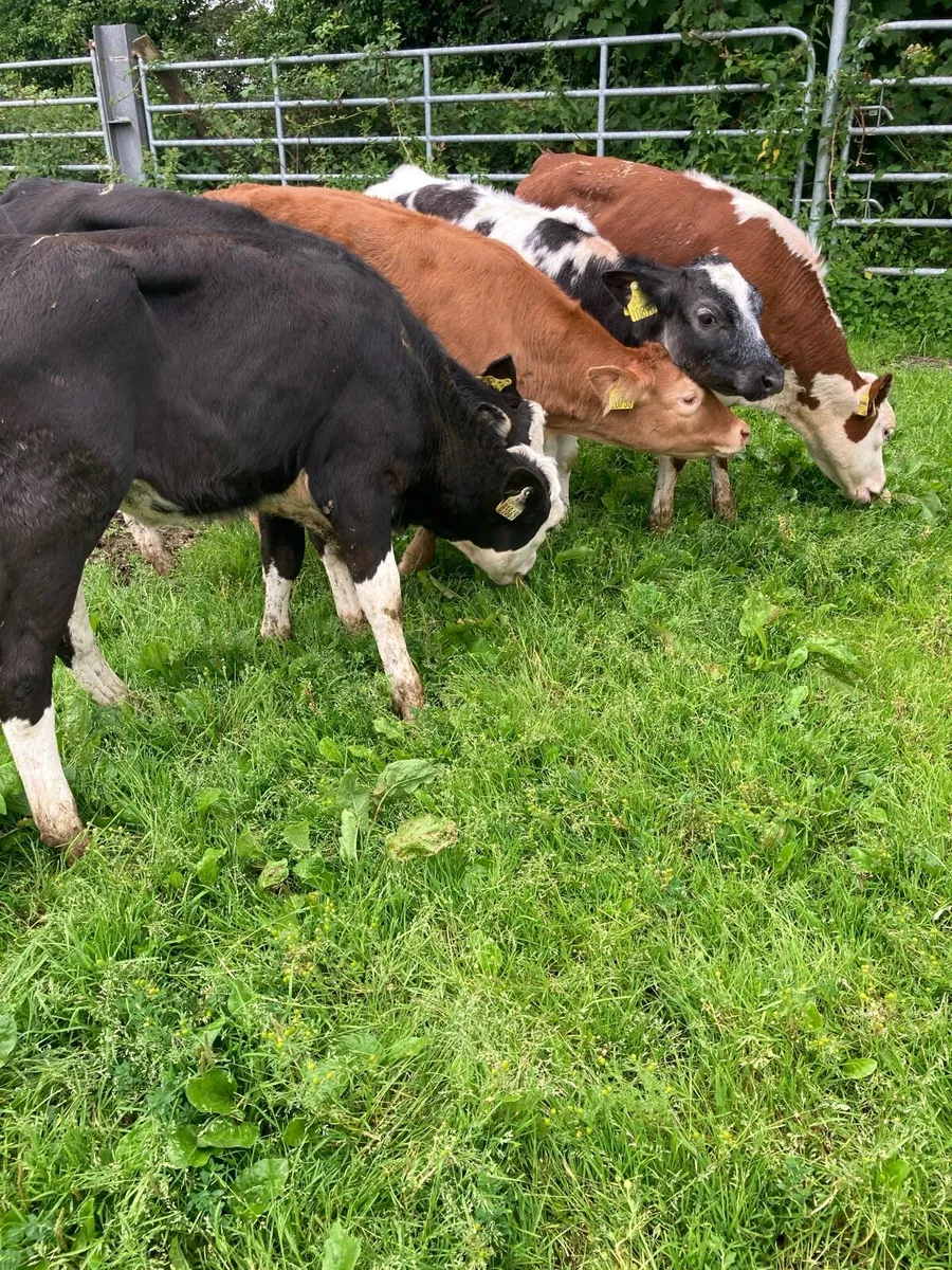 SUPER QUALITY LIM/HEX/BB HEIFER WEANLINGS - Image 2