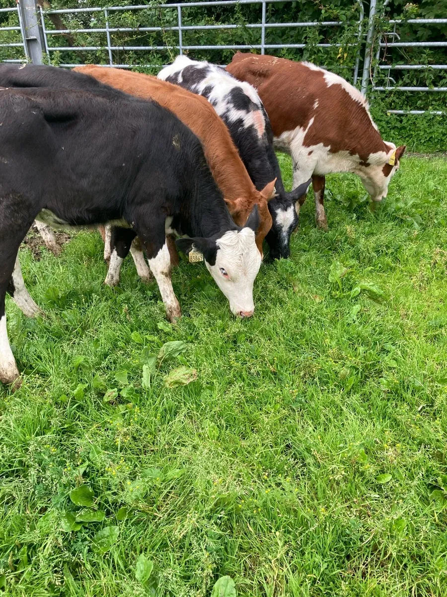 SUPER QUALITY LIM/HEX/BB HEIFER WEANLINGS - Image 1