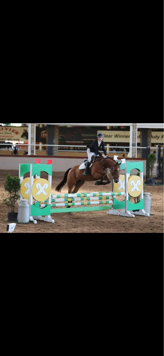 16.1 ish gelding - Image 1