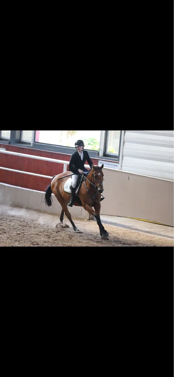 16.1 ish gelding - Image 2