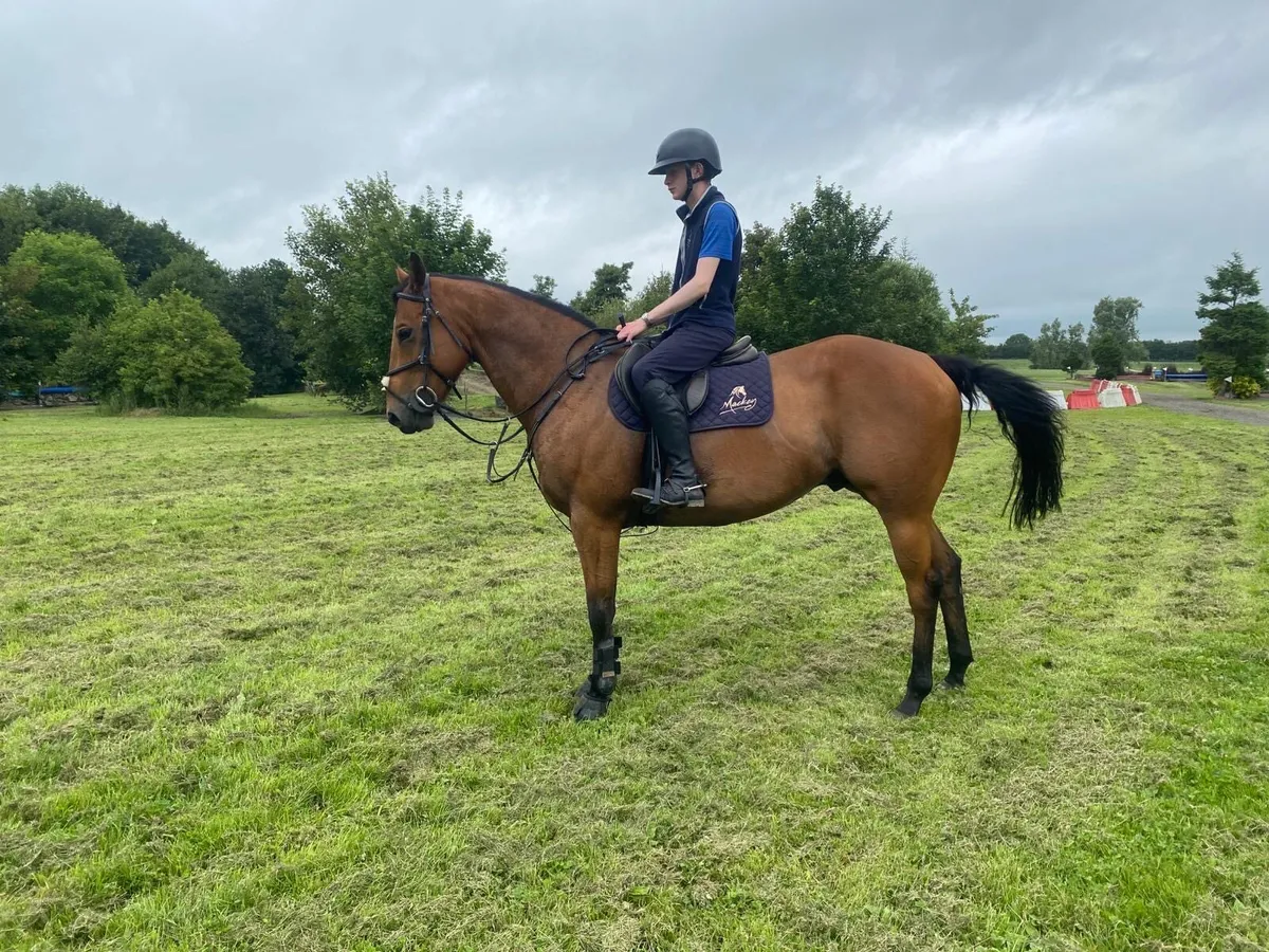 16.1 ish gelding - Image 3