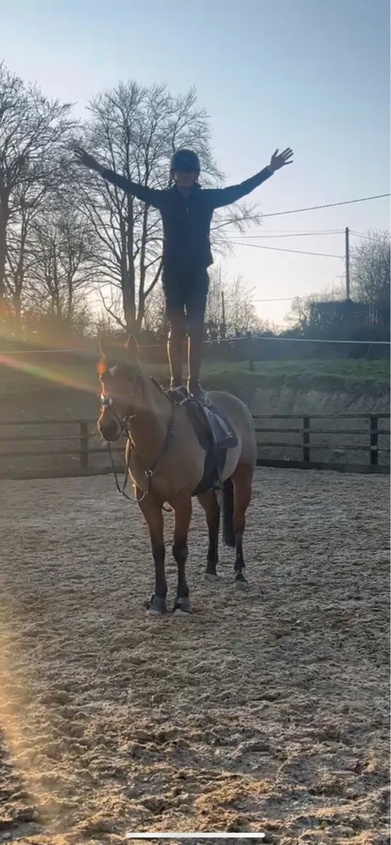 16.1 ish gelding - Image 4