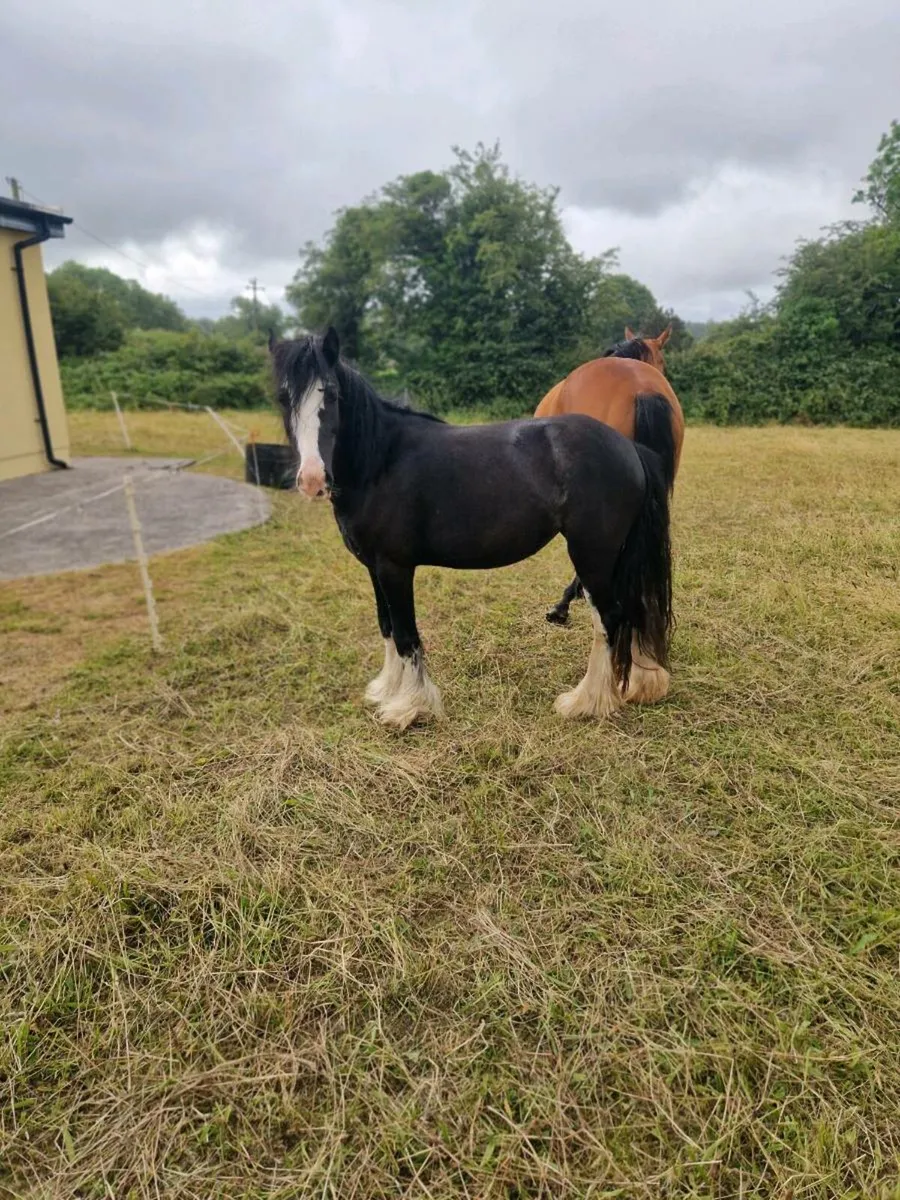 💙  Cob filly 💙 - Image 1