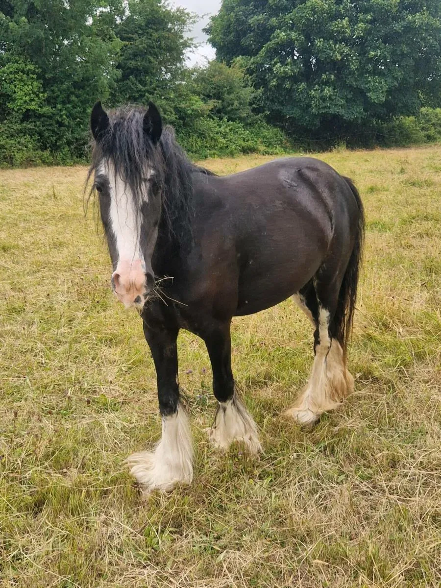 💙  Cob filly 💙 - Image 2