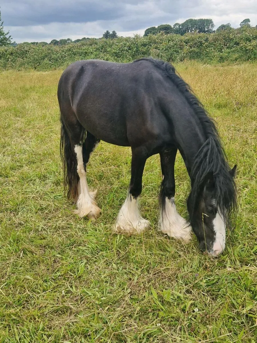 💙  Cob filly 💙 - Image 3