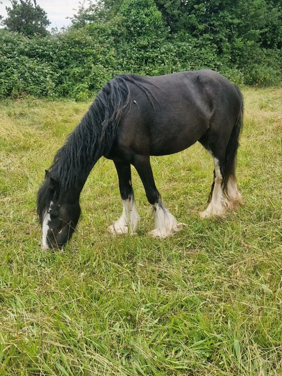 💙  Cob filly 💙 - Image 4
