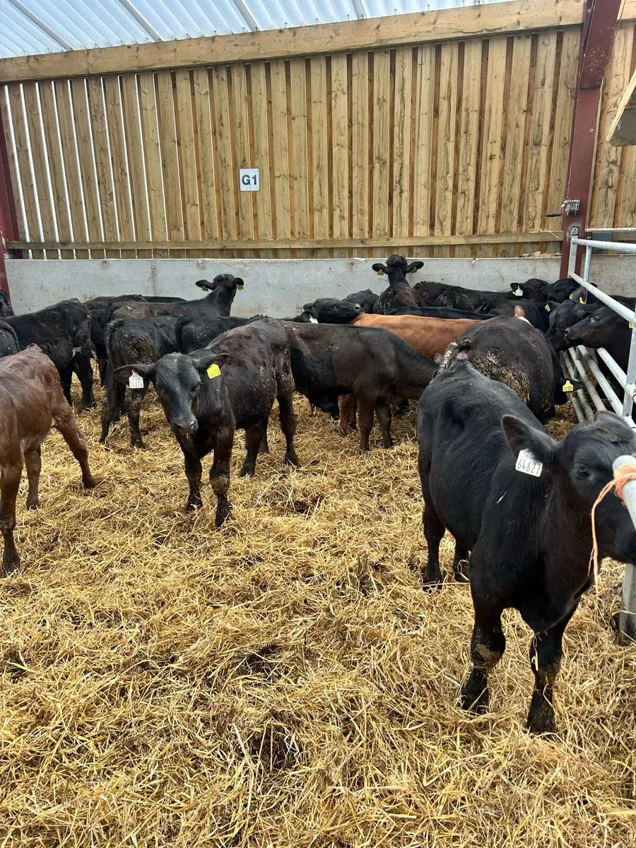 AA ANGUS CALVES - Image 1