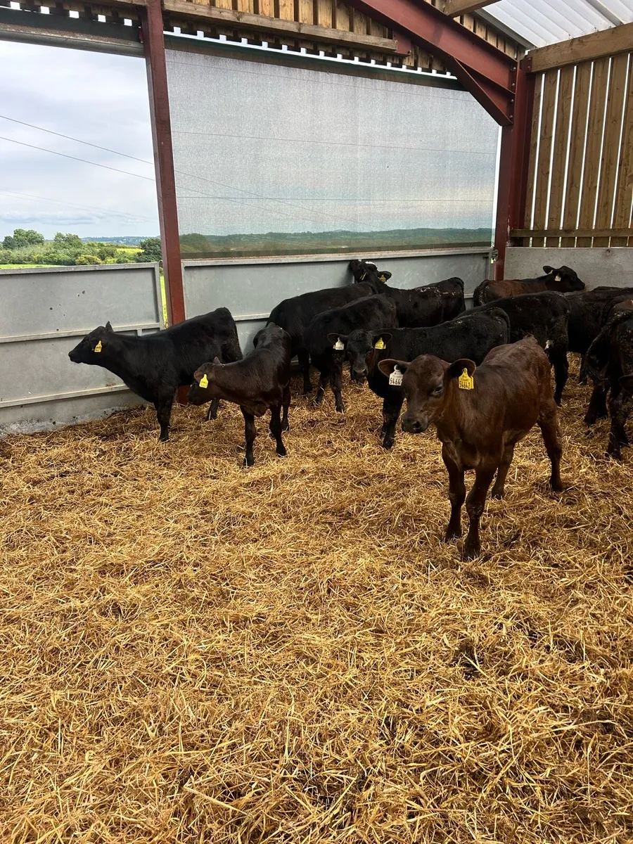 AA ANGUS CALVES - Image 2