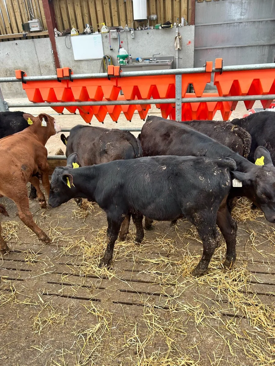 AA ANGUS CALVES - Image 3