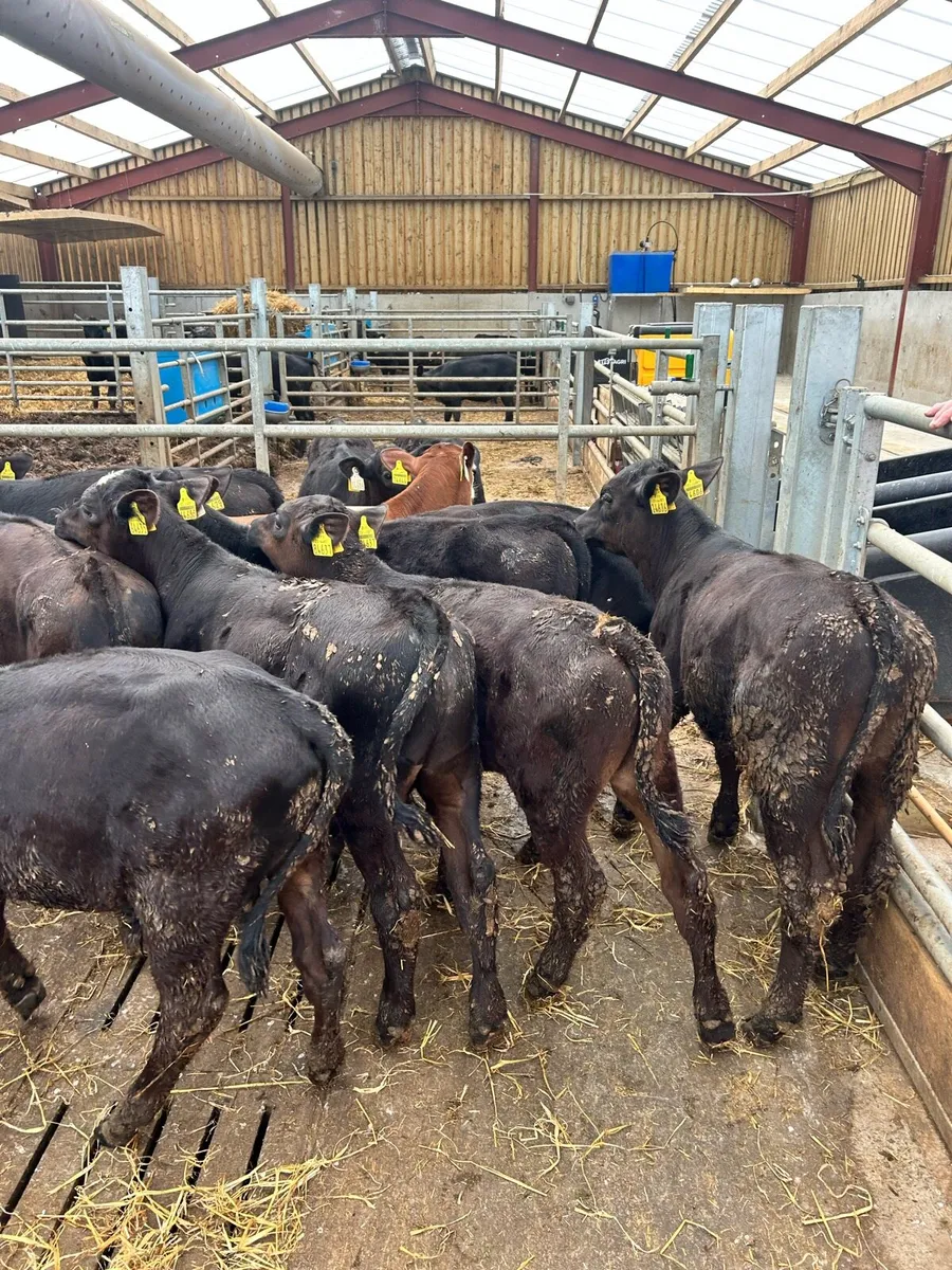 AA ANGUS CALVES - Image 4