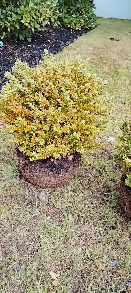 Mature box plants - Image 2