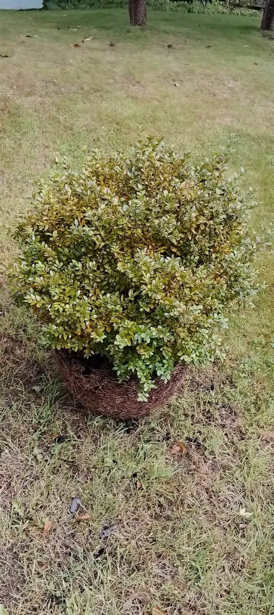 Mature box plants - Image 3