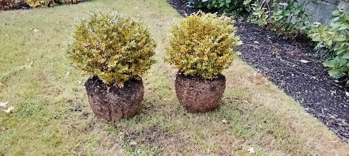 Mature box plants - Image 1