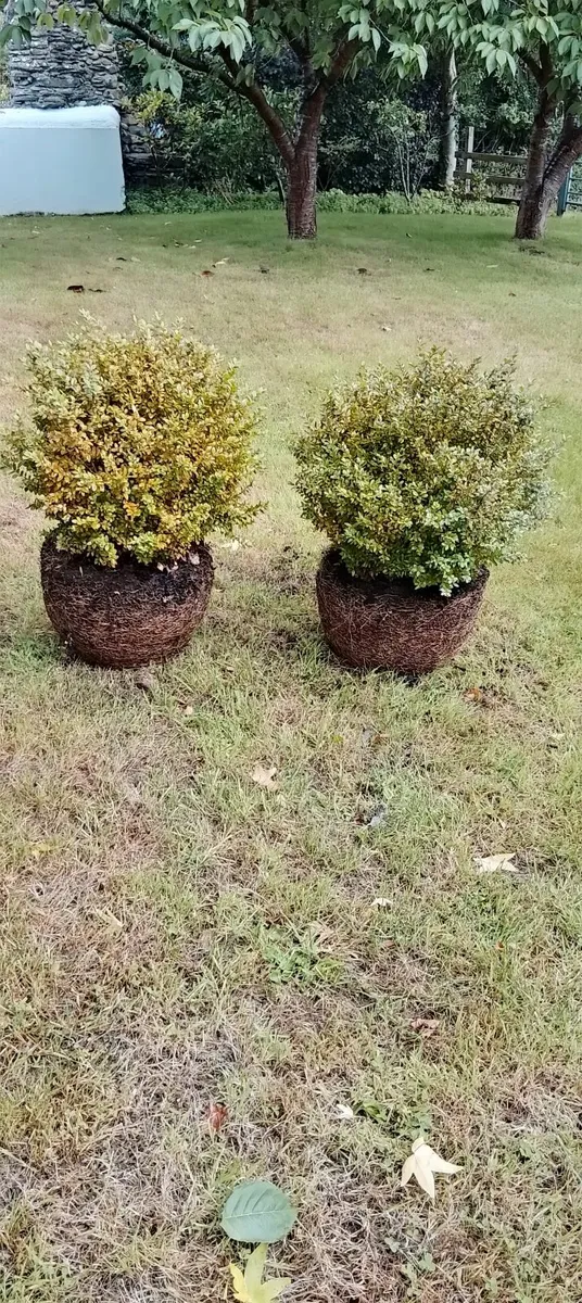 Mature box plants - Image 4