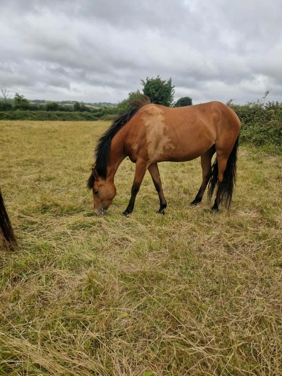 3yr old Anna Dooneen Filly - Image 2