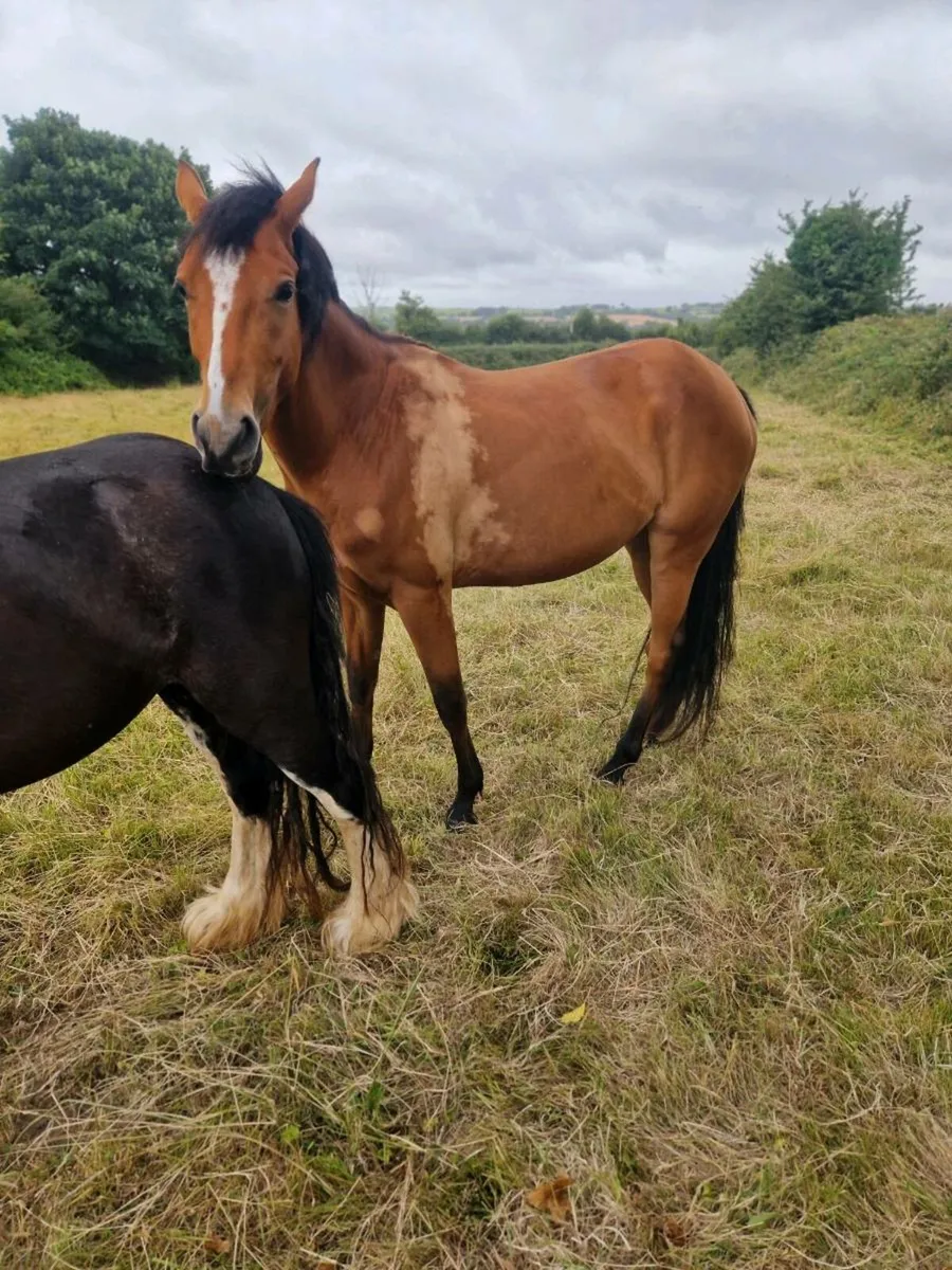 3yr old Anna Dooneen Filly - Image 4