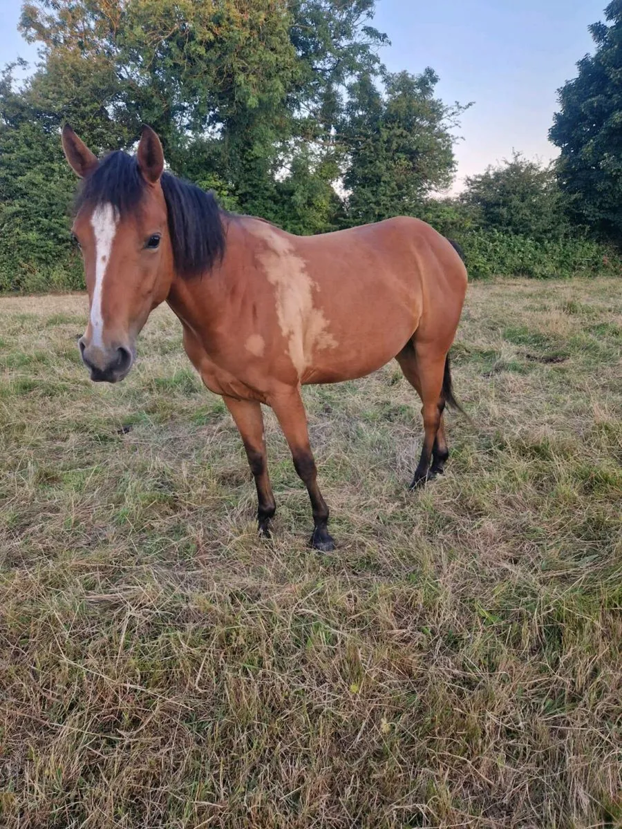 3yr old Anna Dooneen Filly - Image 1