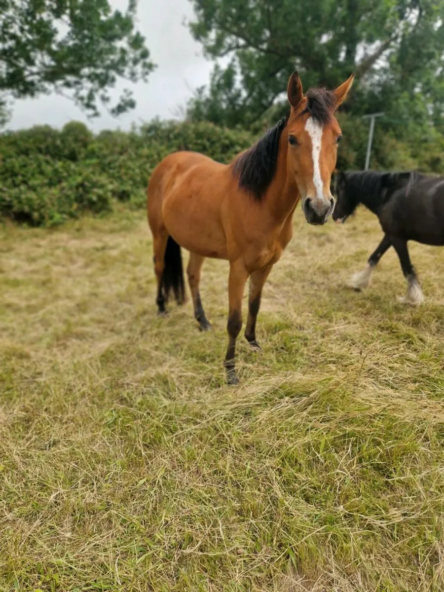 💙 Connemara x 💙 - Image 1