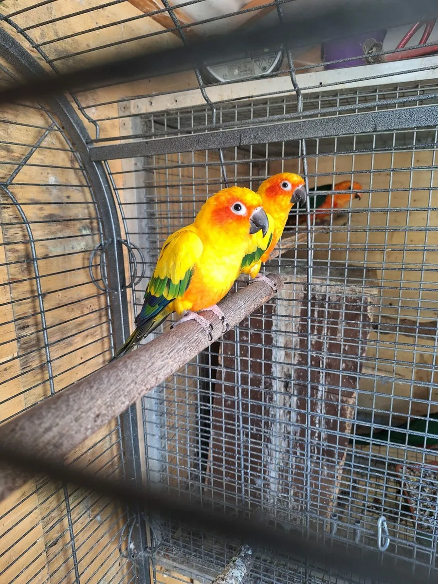 Breeding pair of sun conures and 1 African Grey - Image 1
