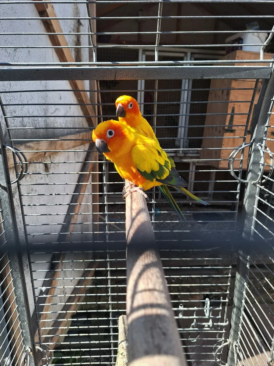 Breeding pair of sun conures and 1 African Grey - Image 2