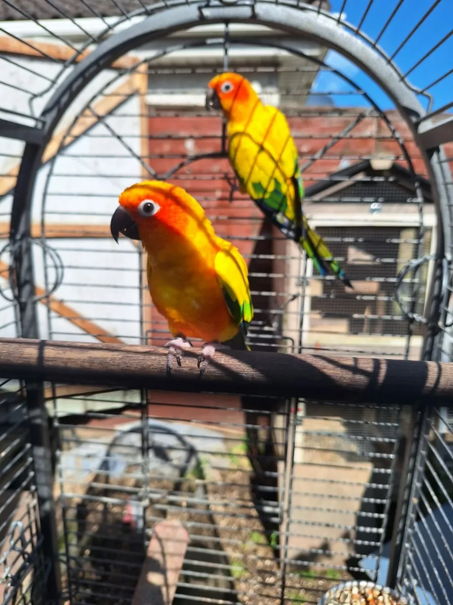 Breeding pair of sun conures and 1 African Grey - Image 3