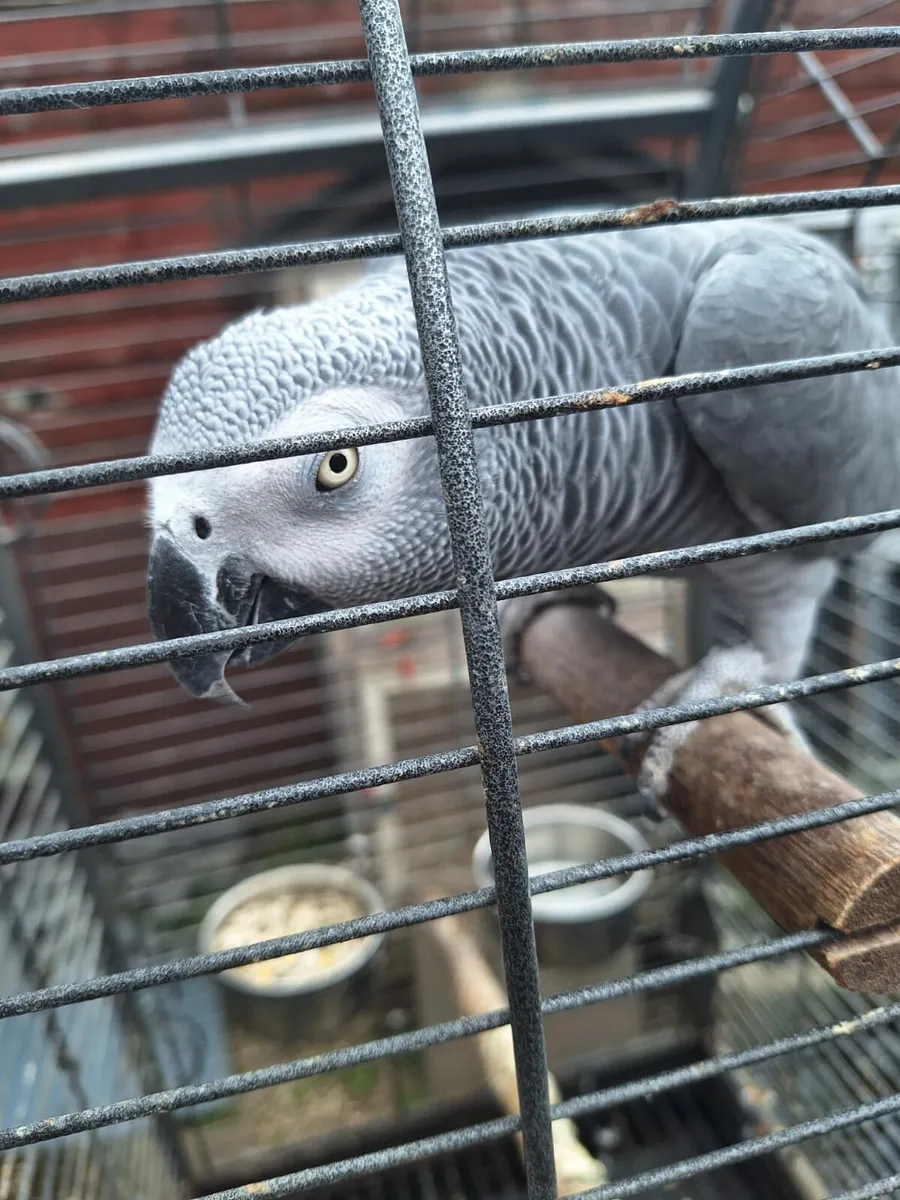 Breeding pair of sun conures and 1 African Grey - Image 4