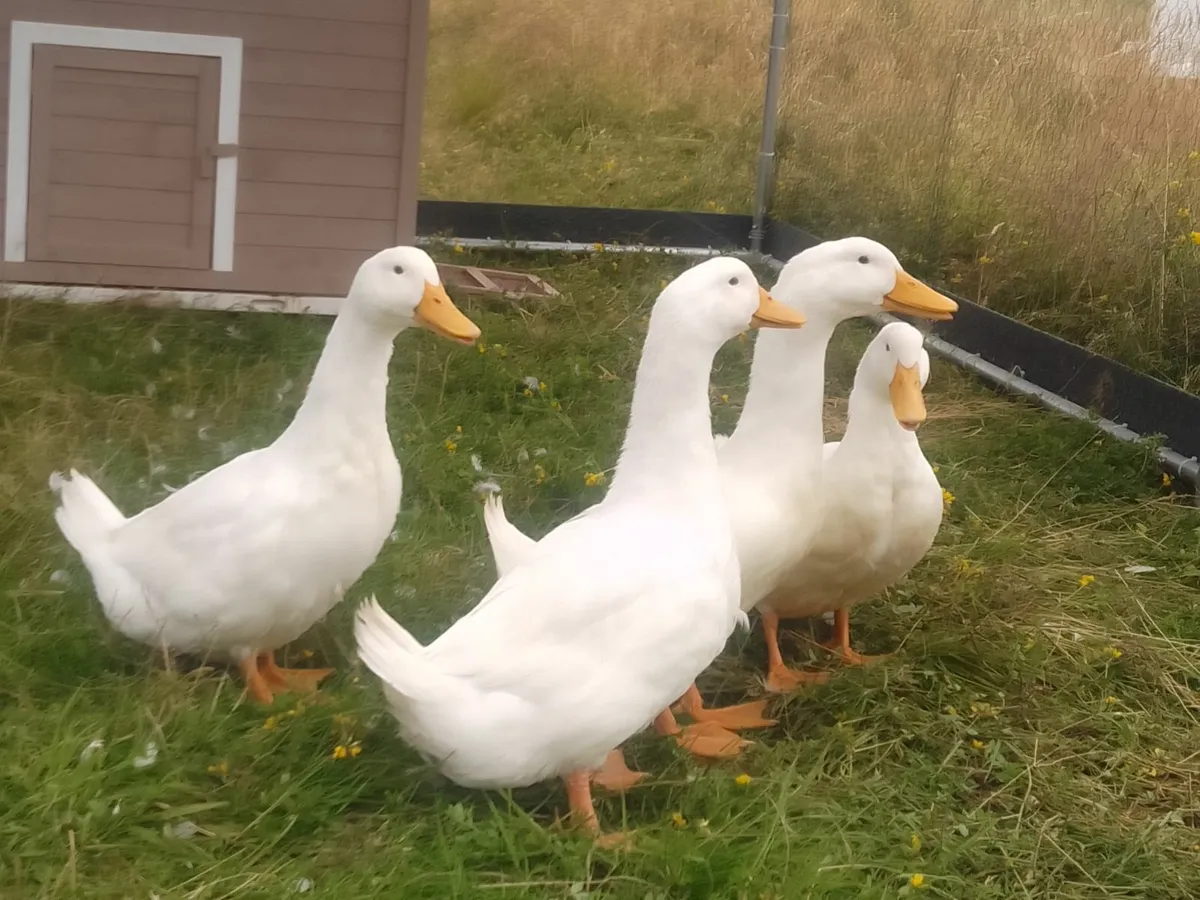 Aylesbury Ducks - Image 1
