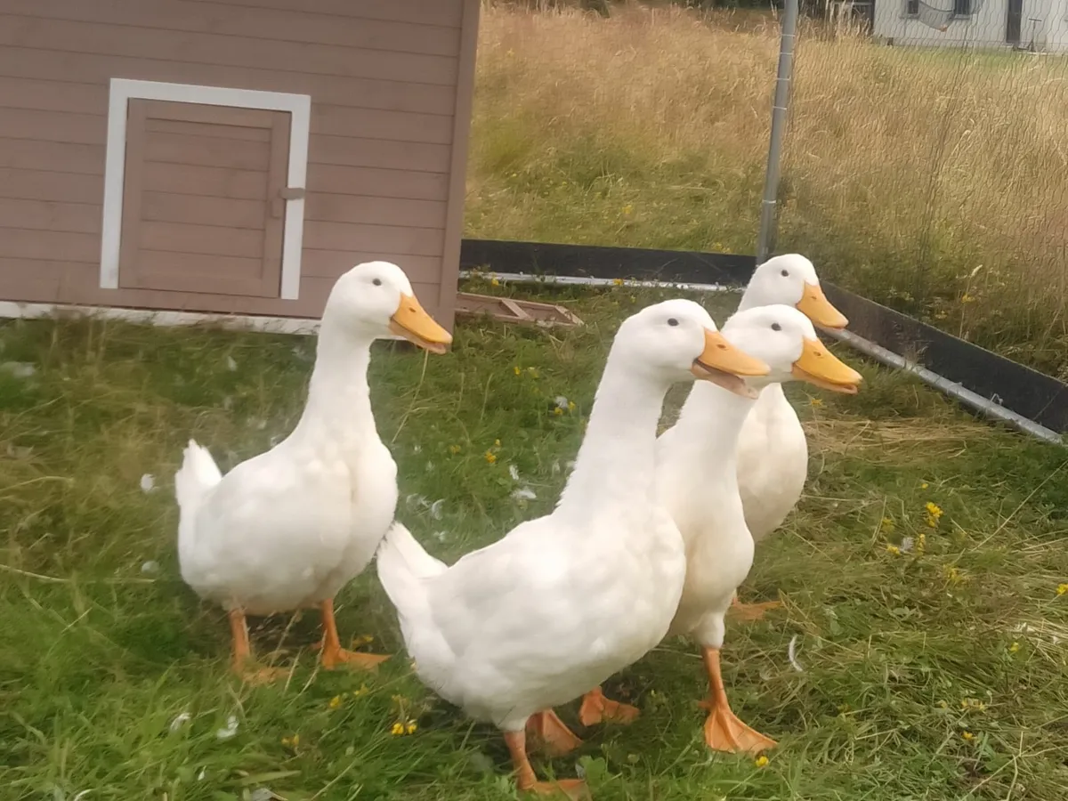 Aylesbury Ducks - Image 2