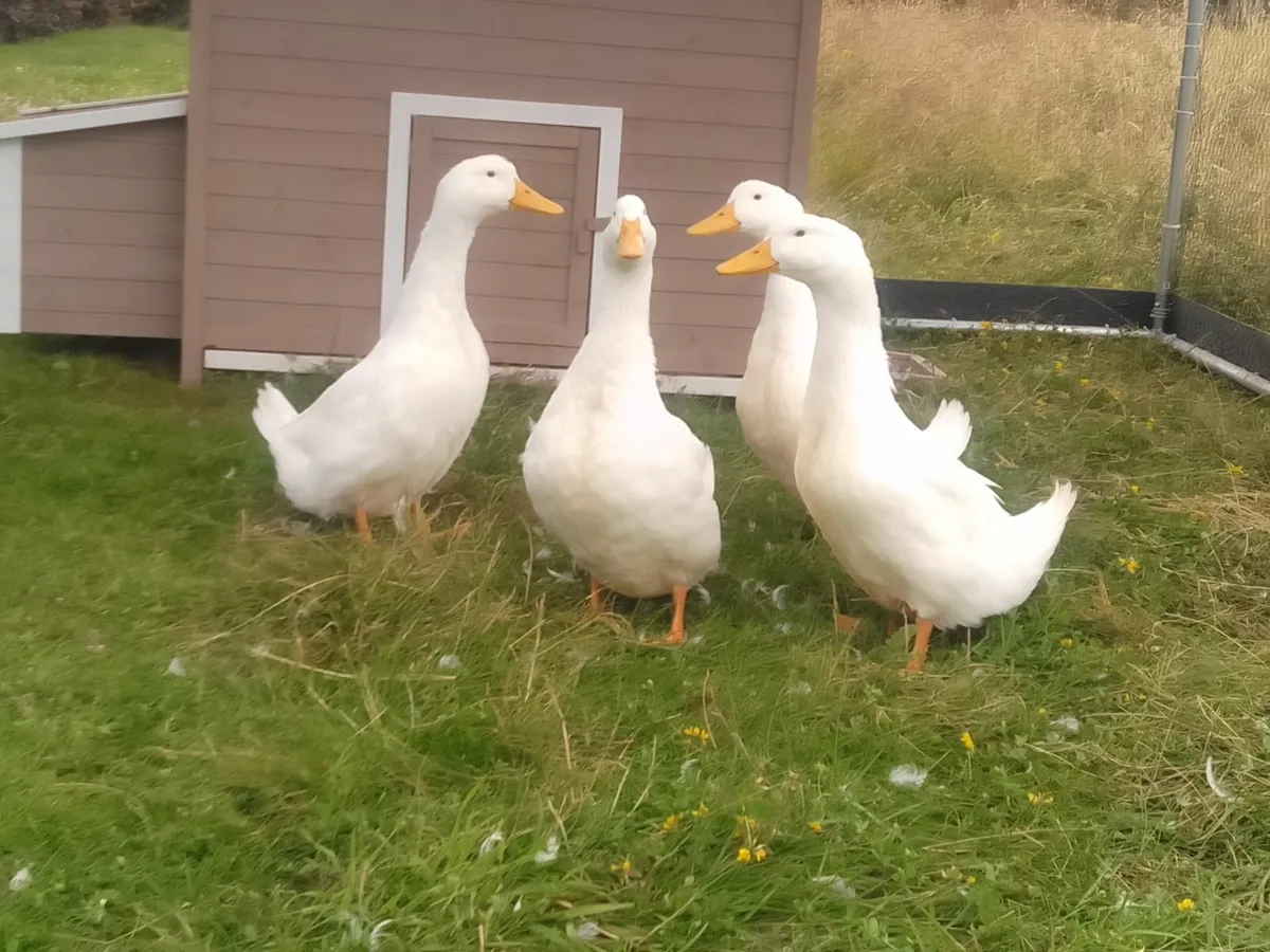 Aylesbury Ducks - Image 3