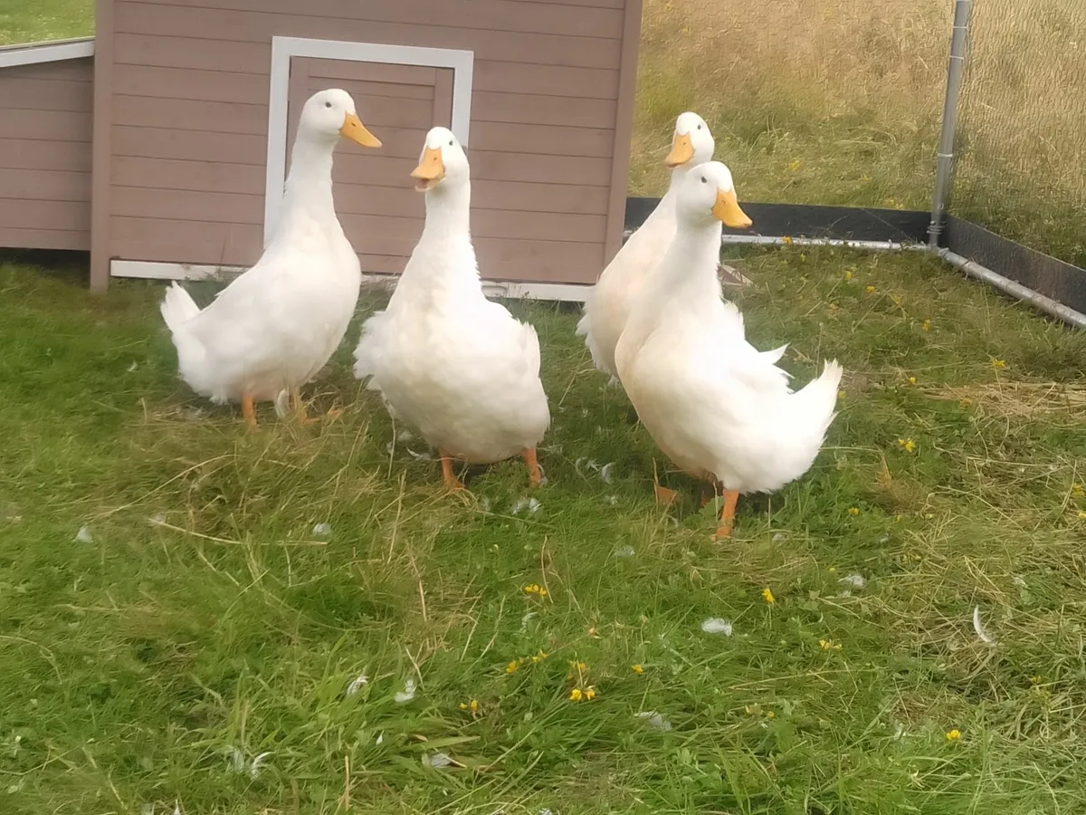 Aylesbury Ducks - Image 4