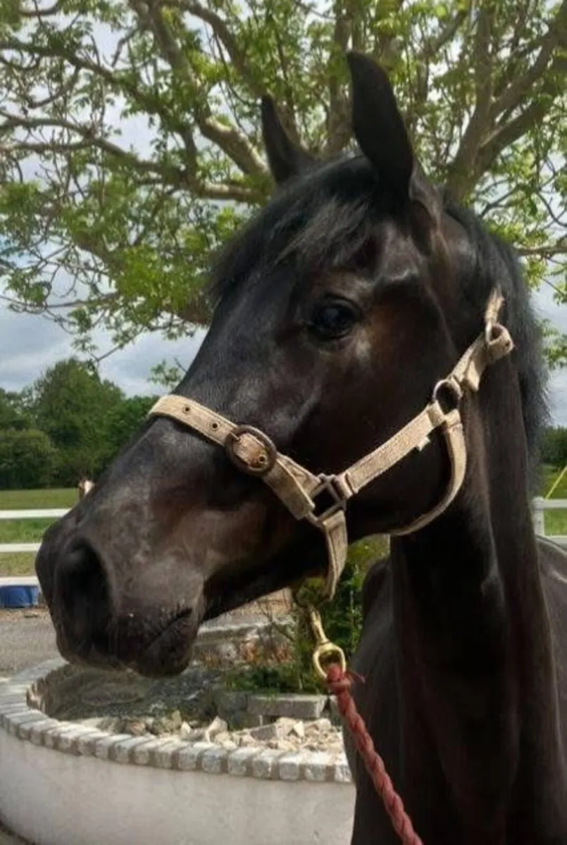 3 Year old Gelding - Image 1